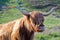 A Highland cow near Elgol, Isle of Skye, Highlands, Scotland, UK