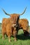 A Highland cow near Elgol, Isle of Skye, Highlands, Scotland, UK