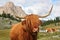 Highland cow in pasture