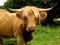 Highland cow peering through fringe bangs