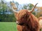Highland cow portrait by autumn day
