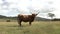 HIGHLAND COW PROFILE SCOTLAND HD