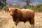 Highland Cow in Royal Desside