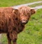 Highland cow in Scottisch landscape stares at camera