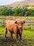 Highland cow in Scottisch landscape stares at camera