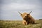 Highland cow by the sea in mull