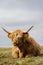 Highland cow by the sea in mull