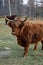 A Highland cow at short distance