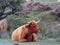 A highland Cow sitting amongst heather, part of the Dartmoor Highland Cattle herd