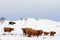 Highland cow in the snow