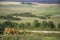 A Highland cow in the south of England,grazing at Sidbury Hill, Tidworth,Wiltshire,United Kingdom