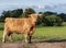 Highland cow standing in field staring at camera