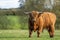 Highland cow standing  in field staring at the camera