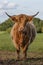 Highland cow standing in field straight on