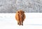 Highland cow standing in a snowy field in winter