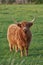 Highland cow startled while eating in the daytime. Longhorn cattle looks up while grazing in a large open meadow. Brown