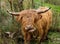 Highland cow sticking out its tongue