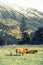 Highland cow stood in a Scottish meadow showing a curious interest in its surroundings