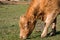 Highland cow with a tuft of reddish brown  hair on a cattle ranch