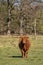 Highland cow with a tuft of reddish brown  hair on a cattle ranch