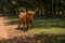 Highland cow walking through a meadow