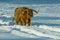 A highland cow walking through snowy field