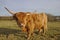 Highland cow wide angle portrait