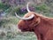 A highland Cow with wonky horns! part of the Dartmoor Highland Cattle herd