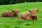 Highland cows