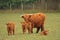 Highland Cows