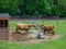 Highland cows eating hay on a farm