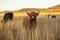 Highland cows on the farm