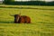 Highland cows . Farming and cow breeding.Furry highland cows graze on the green meadow.Scottish cows in the pasture in