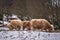Highland Cows feeding - Snow Scene