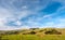 Highland cows on a field, California