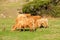 Highland cows on a field, California