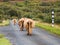 Highland cows on the Isle of Mull