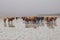 Highland Cows on a Remote Beach