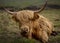 Highland cows on the South West Coast Path at Salcombe Devon