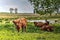 Highland cows on Tiengemeten island