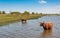 Highland cows wading in a creek