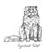 Highland Fold, cat breeds illustration with inscription, hand drawn doodle, sketch, black and white vector