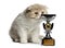 Highland Fold kitten smelling a trophy isolated on white
