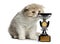 Highland Fold kitten smelling a trophy isolated on white