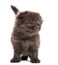 Highland fold kitten standing, facing, isolated