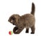 Highland fold kitten standing, playing with a ball, isolated on