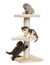 Highland fold or straight kittens playing on a cat tree