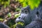 Highland Gorilla eating green leaves in Bwindi Impenetrable National Park, Uganda