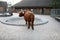 Highland Heifer in zoo