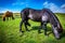 Highland horse at Scotland, Shetland Islands